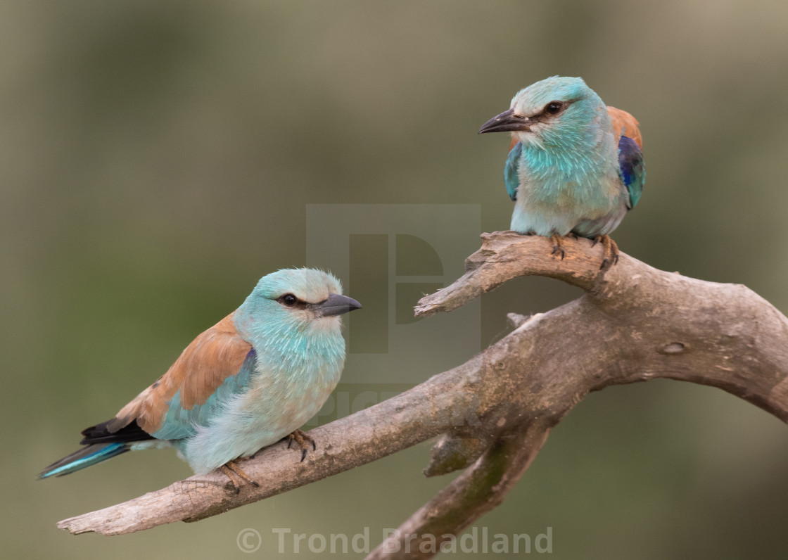 "European rollers" stock image