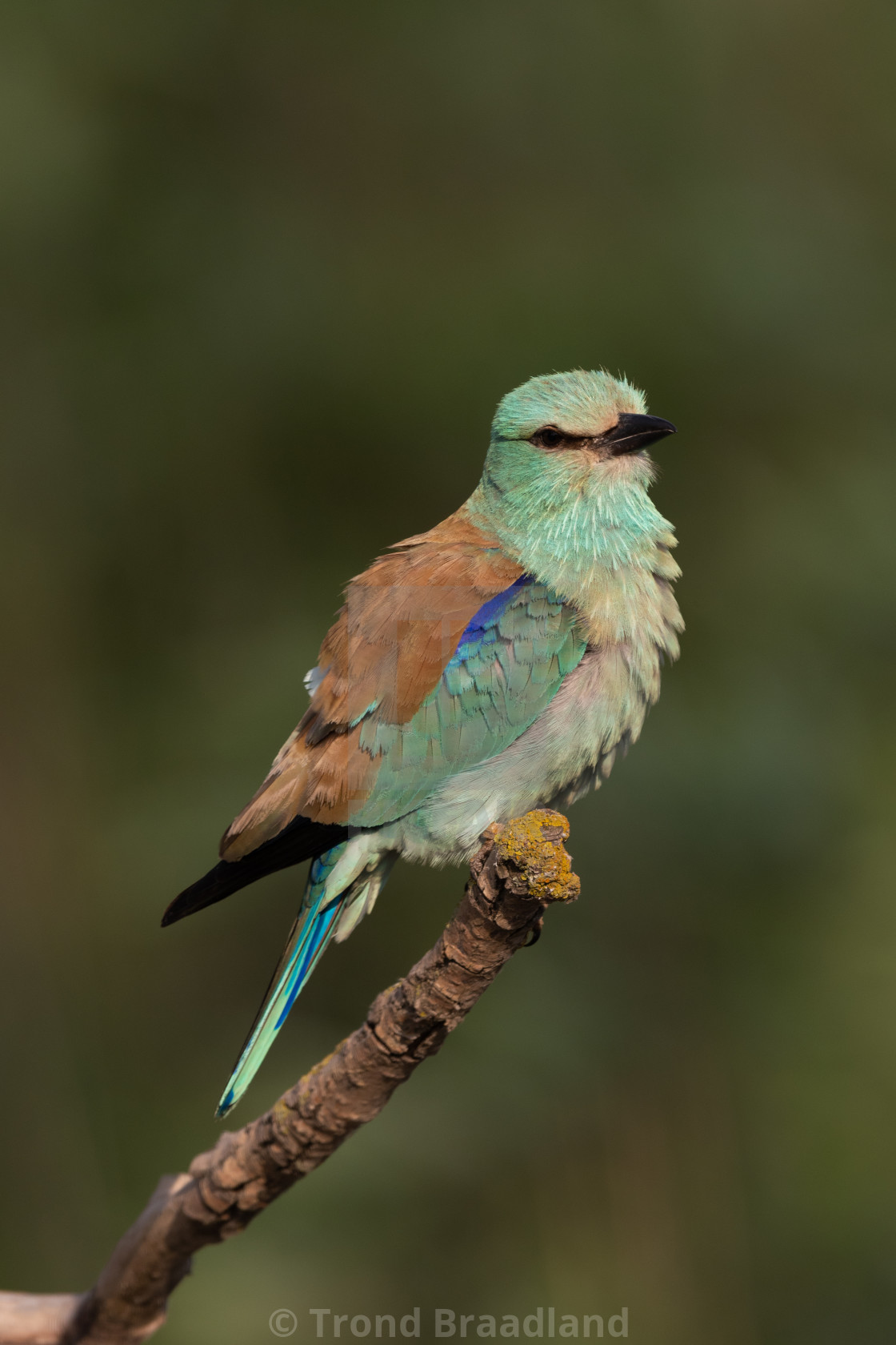 "European roller" stock image