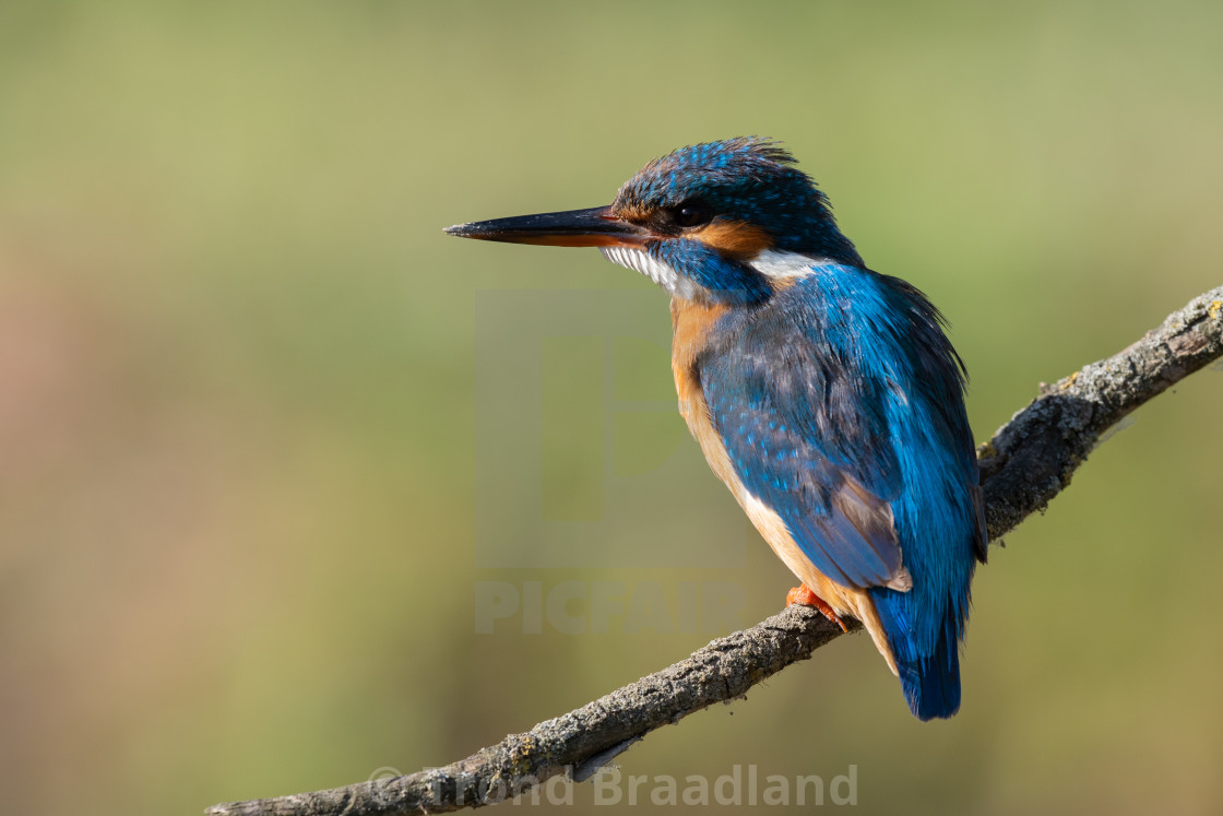 "Common kingfisher" stock image