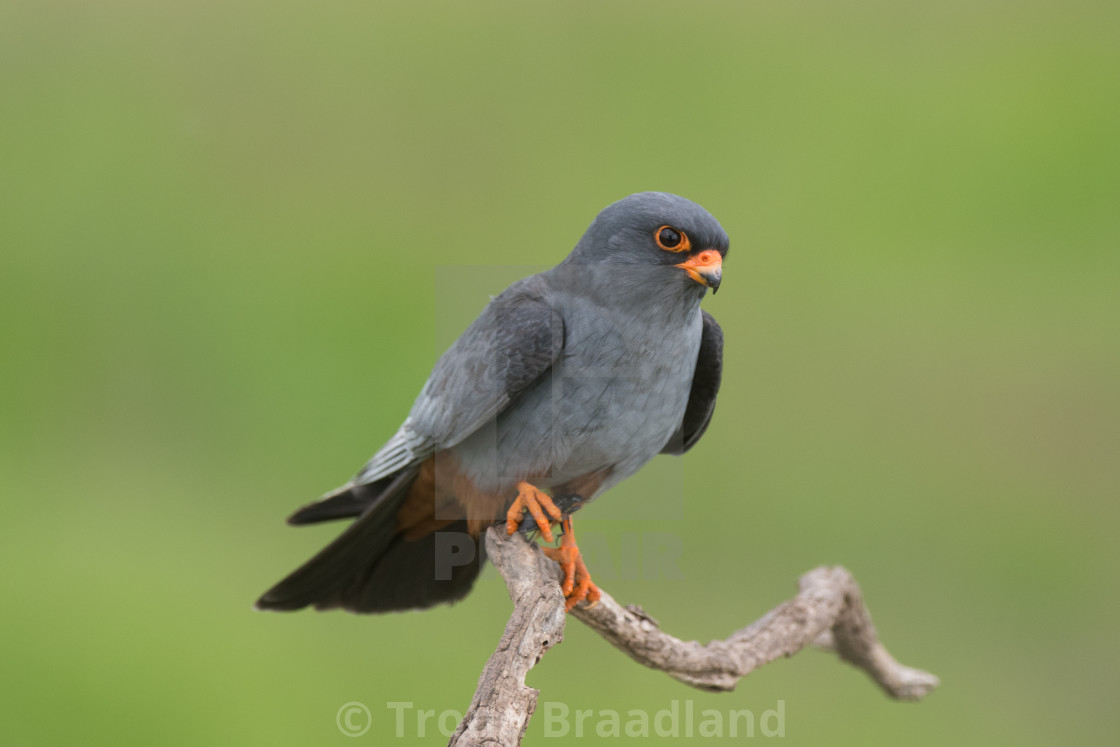 "Red-footed falcon male" stock image