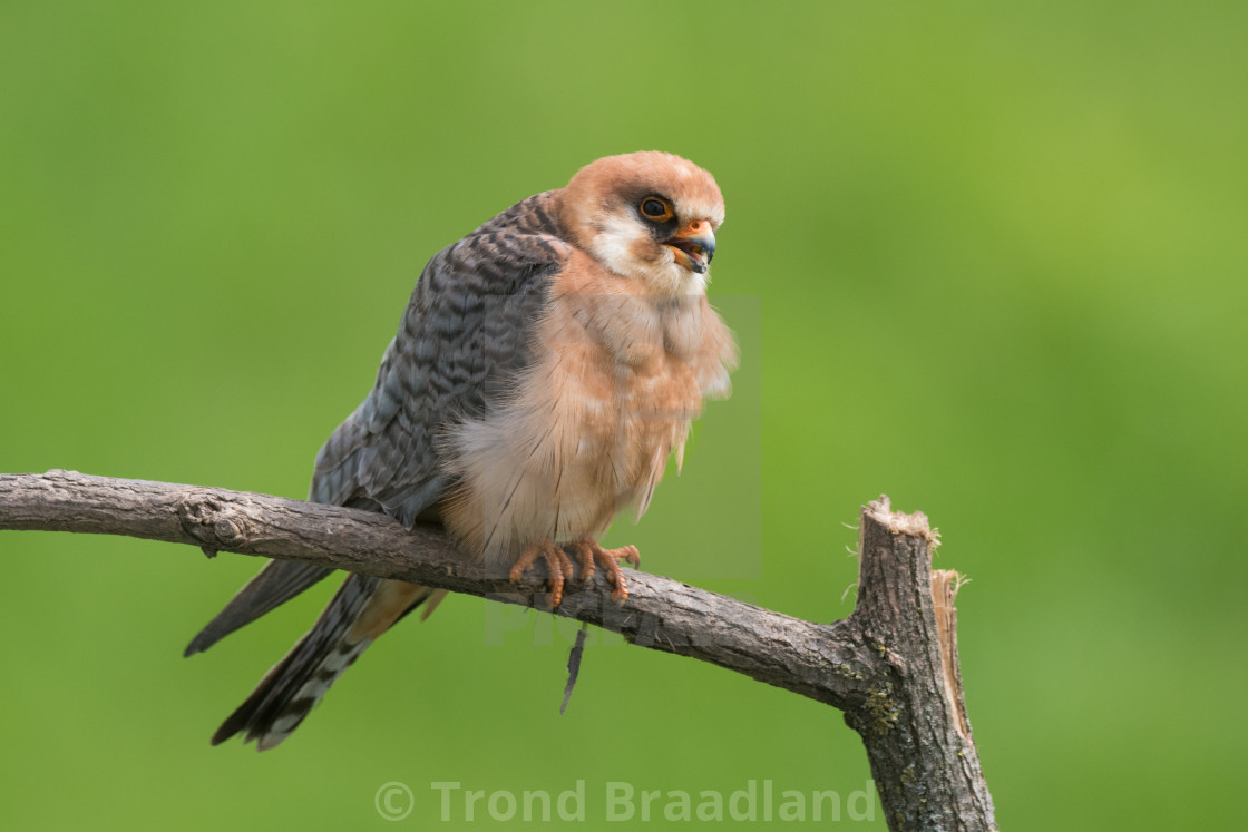 "Red-footed falcon female" stock image