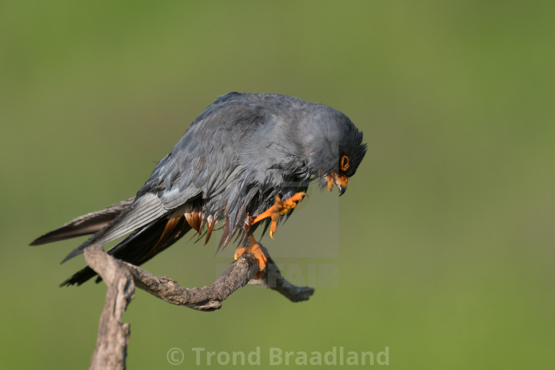 "Red-footed falcon male" stock image