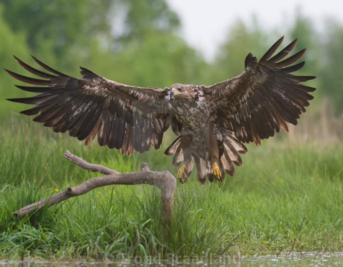 "White-tailed eagle" stock image