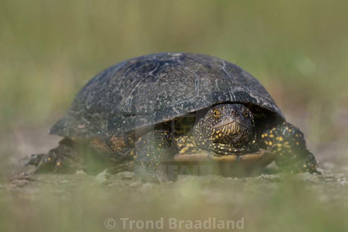 "Eurpean pond turtle" stock image