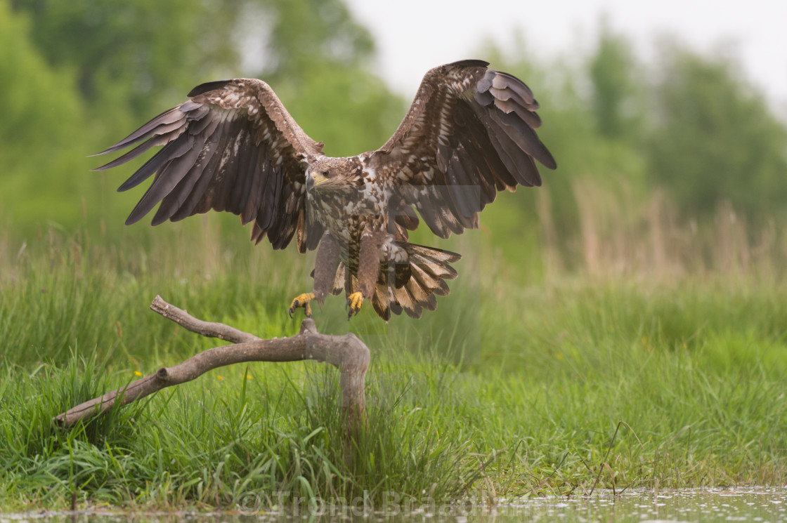 "White-tailed eagle" stock image