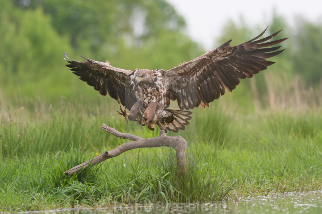 "White-tailed eagle" stock image