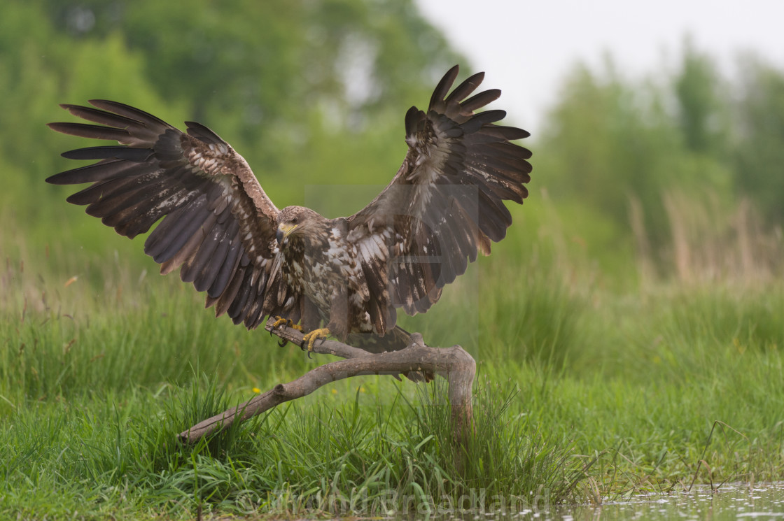 "White-tailed eagle" stock image