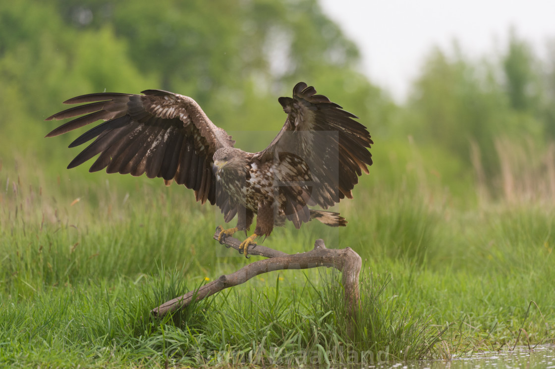 "White-tailed eagle" stock image