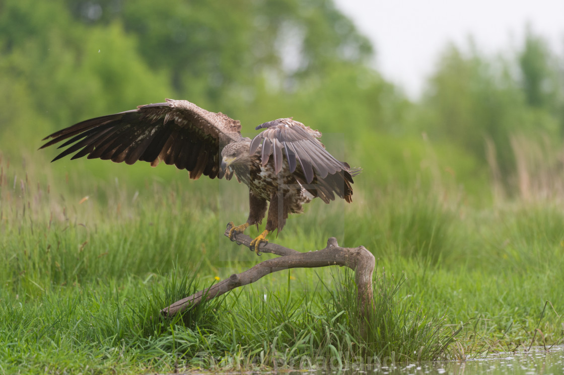 "White-tailed eagle" stock image