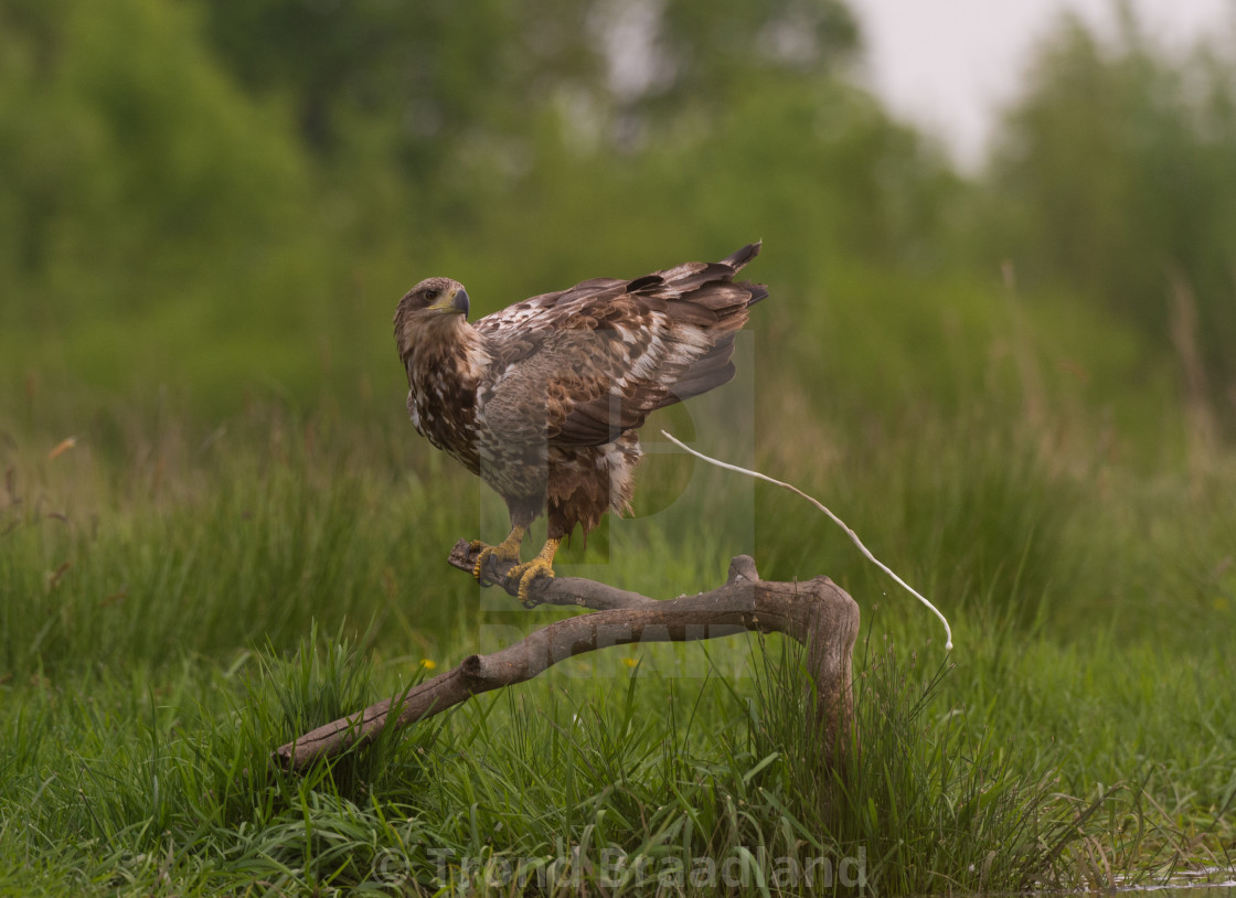 "White-tailed eagle" stock image