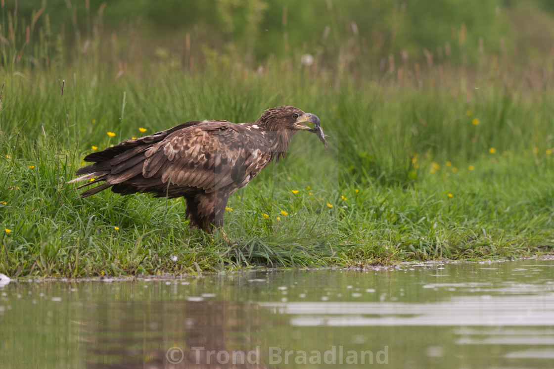 "White-tailed eagle" stock image