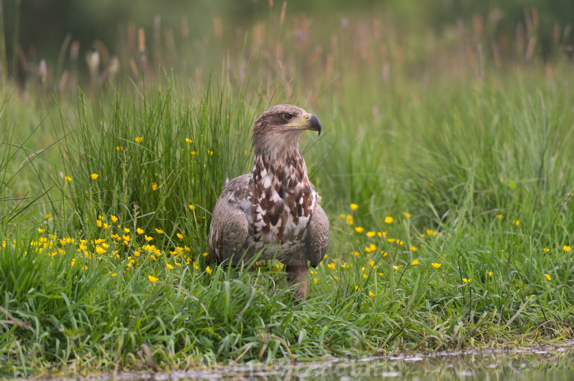 "White-tailed eagle" stock image