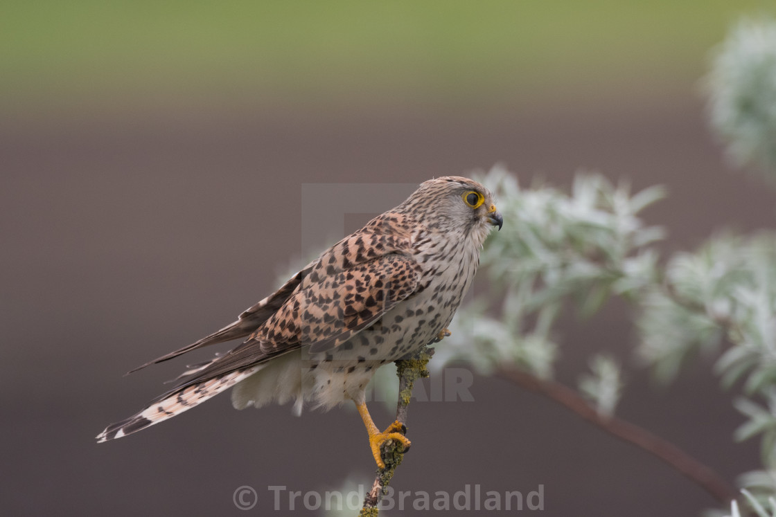 "Common kestrel female" stock image