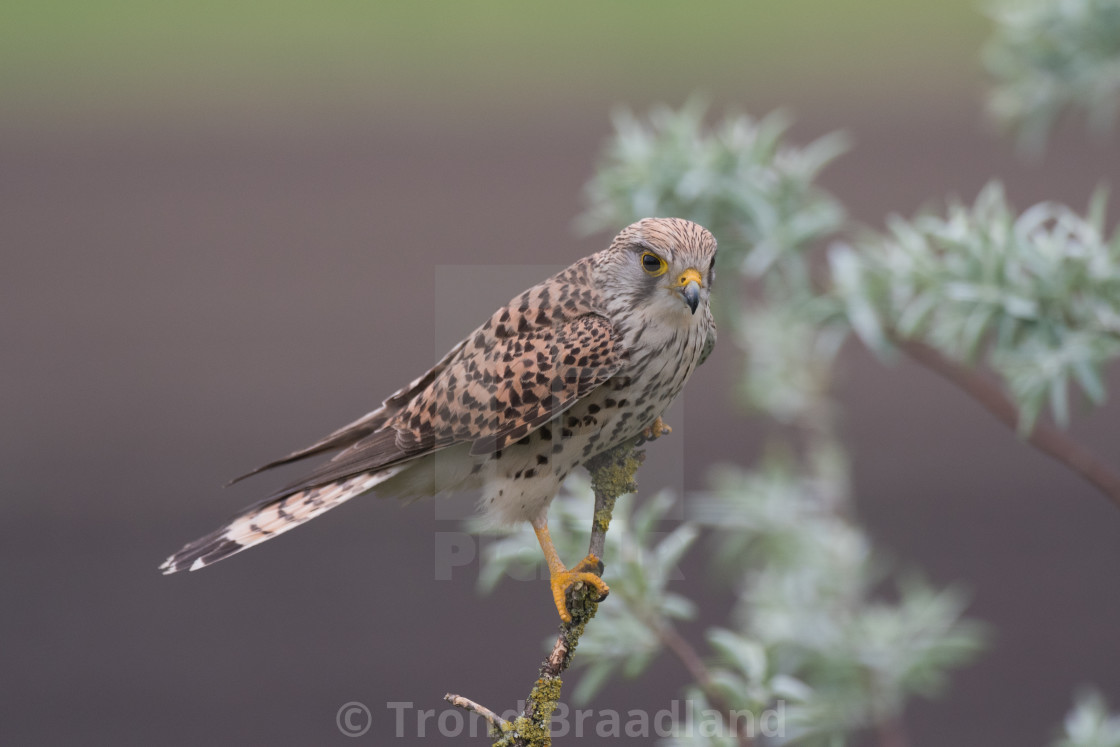 "Common kestrel female" stock image