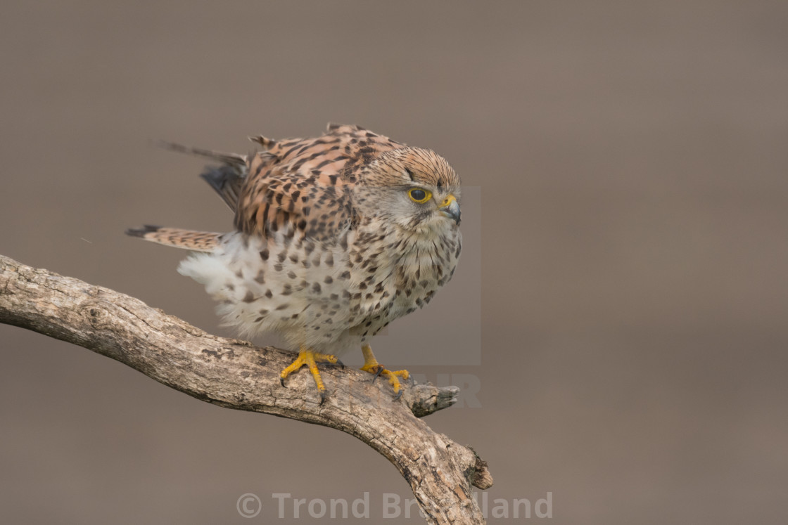 "Common kestrel female" stock image