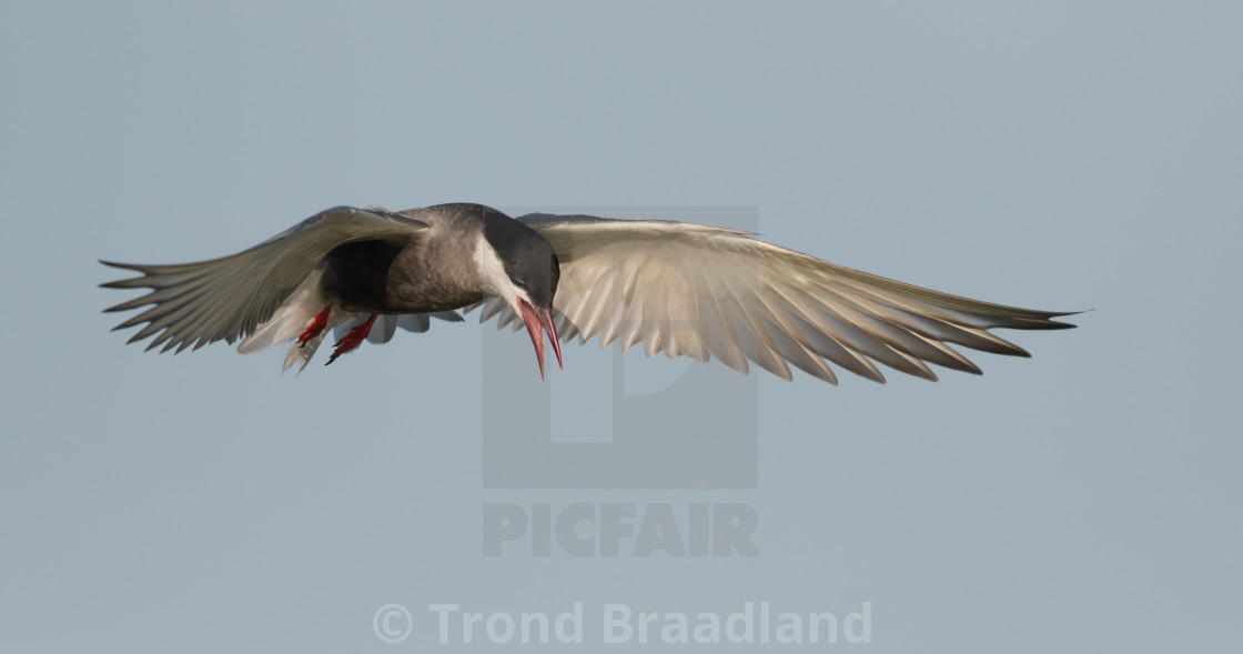 "Whiskered tern" stock image