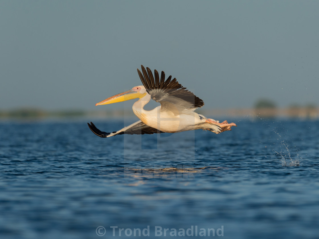 "Great white pelican" stock image