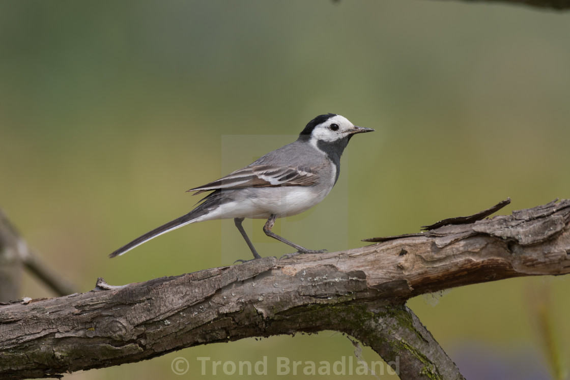 "White wagtail" stock image