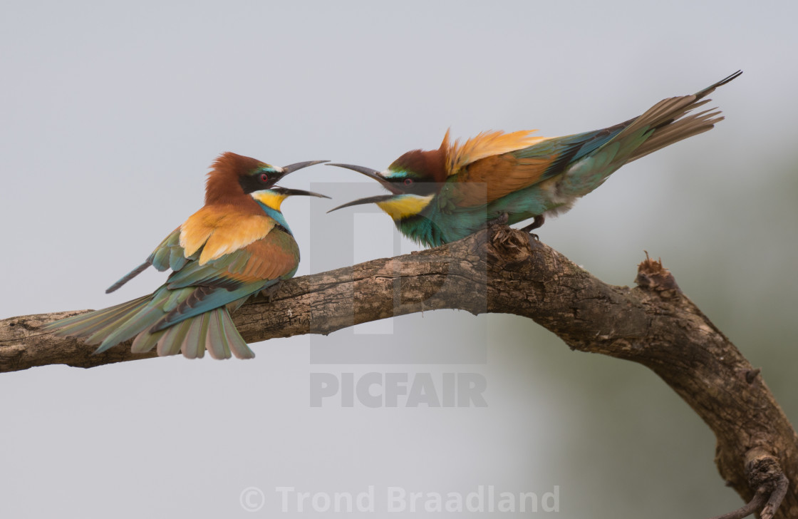 "European bee-eaters" stock image