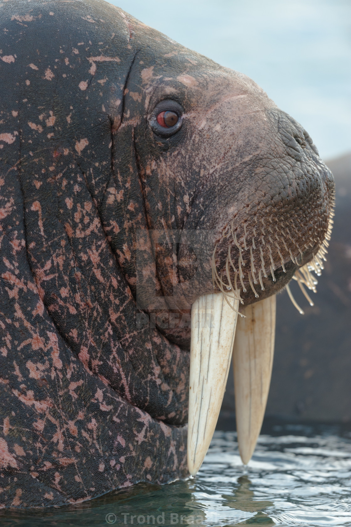 "Walrus" stock image