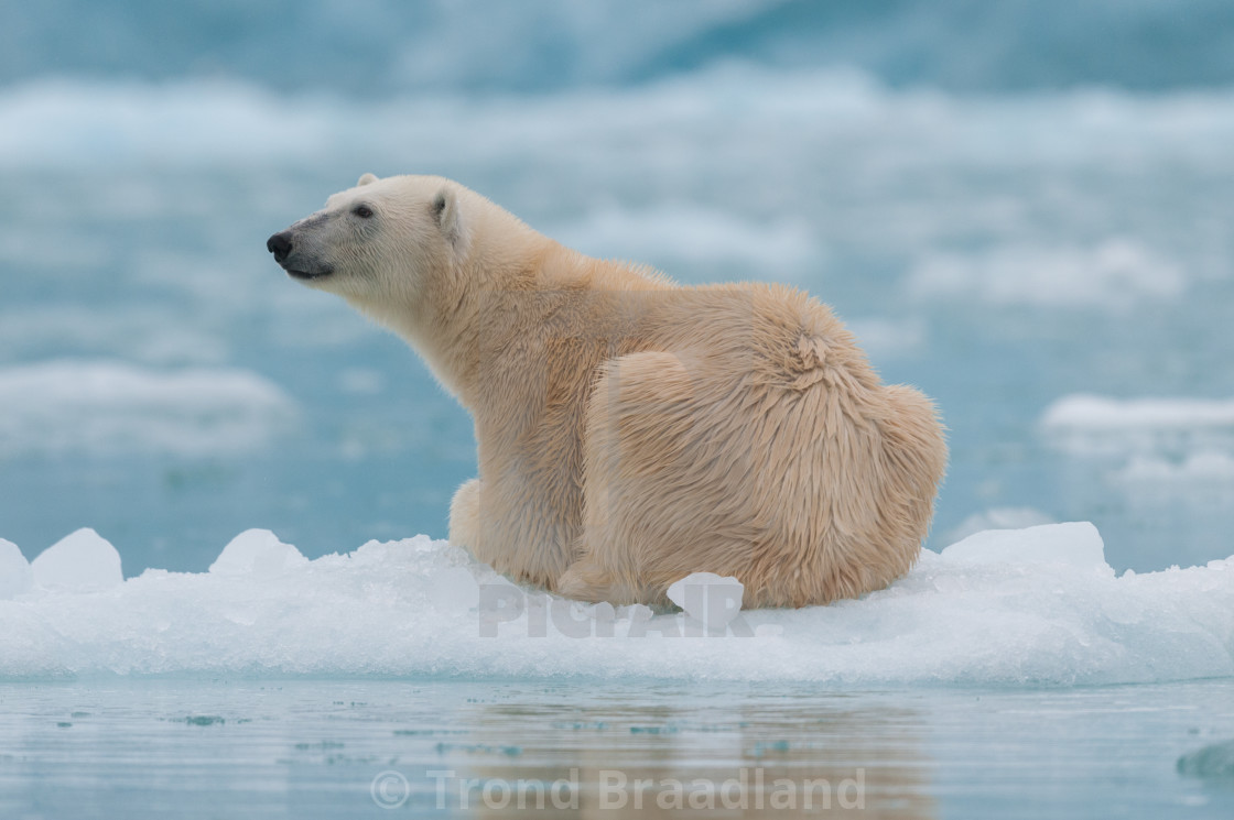 "Polar bear" stock image