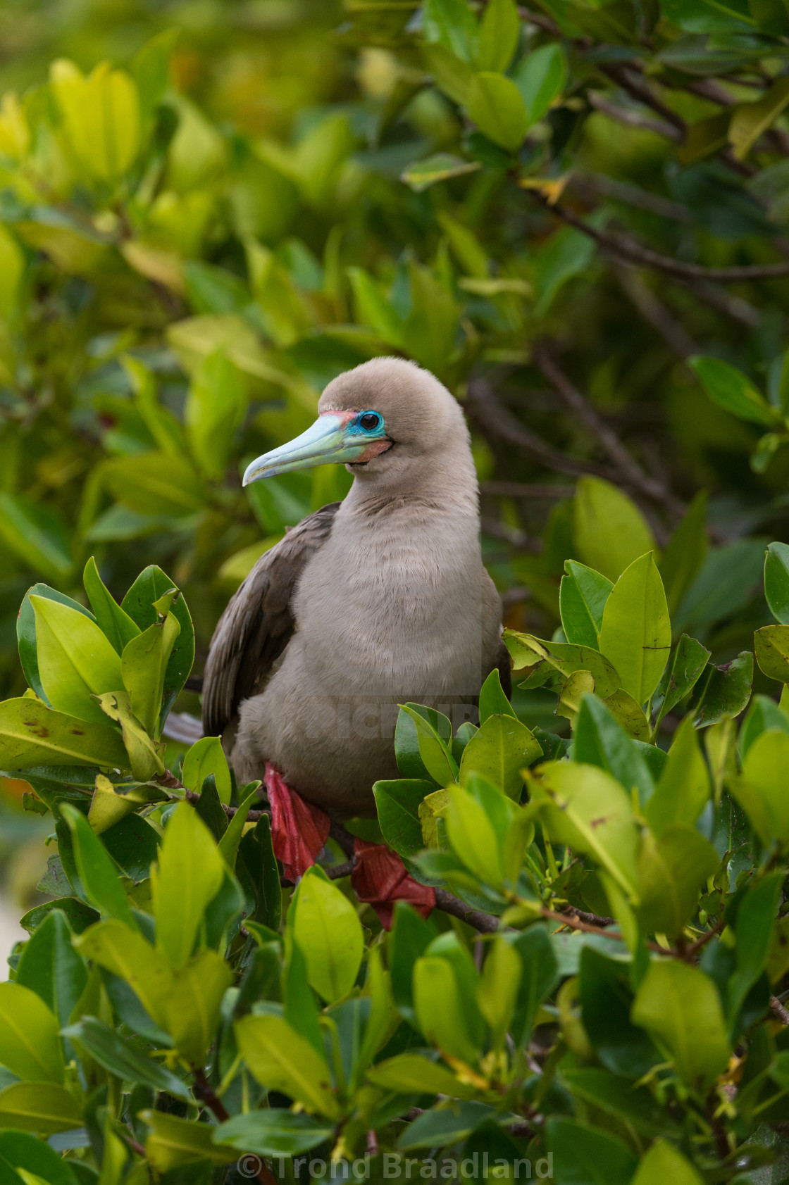 "Red-footed booby" stock image