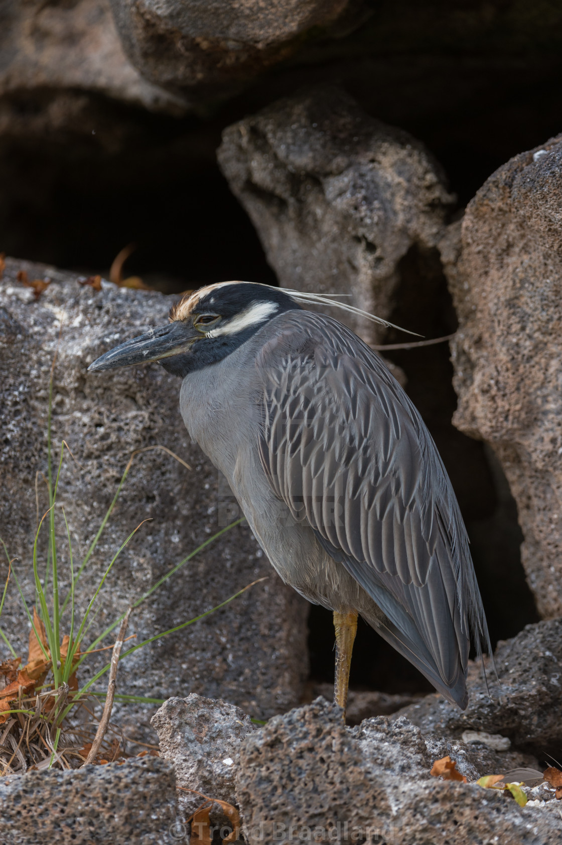 "Yellow-crowned night heron" stock image