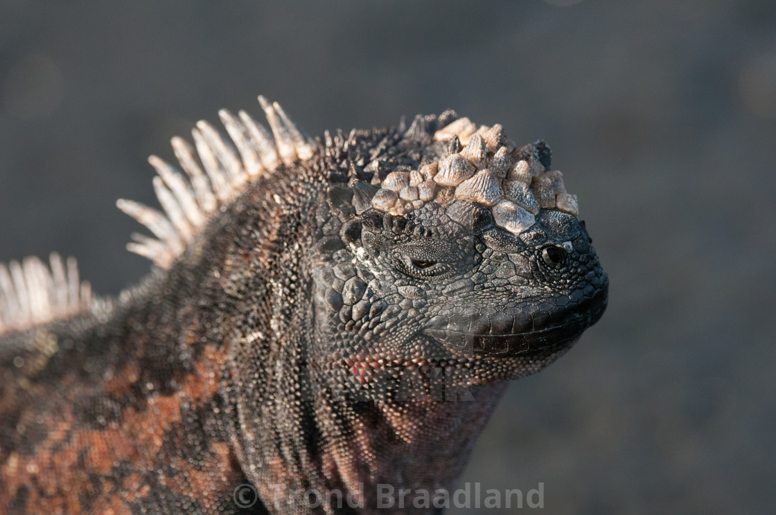 "Marine iguana" stock image