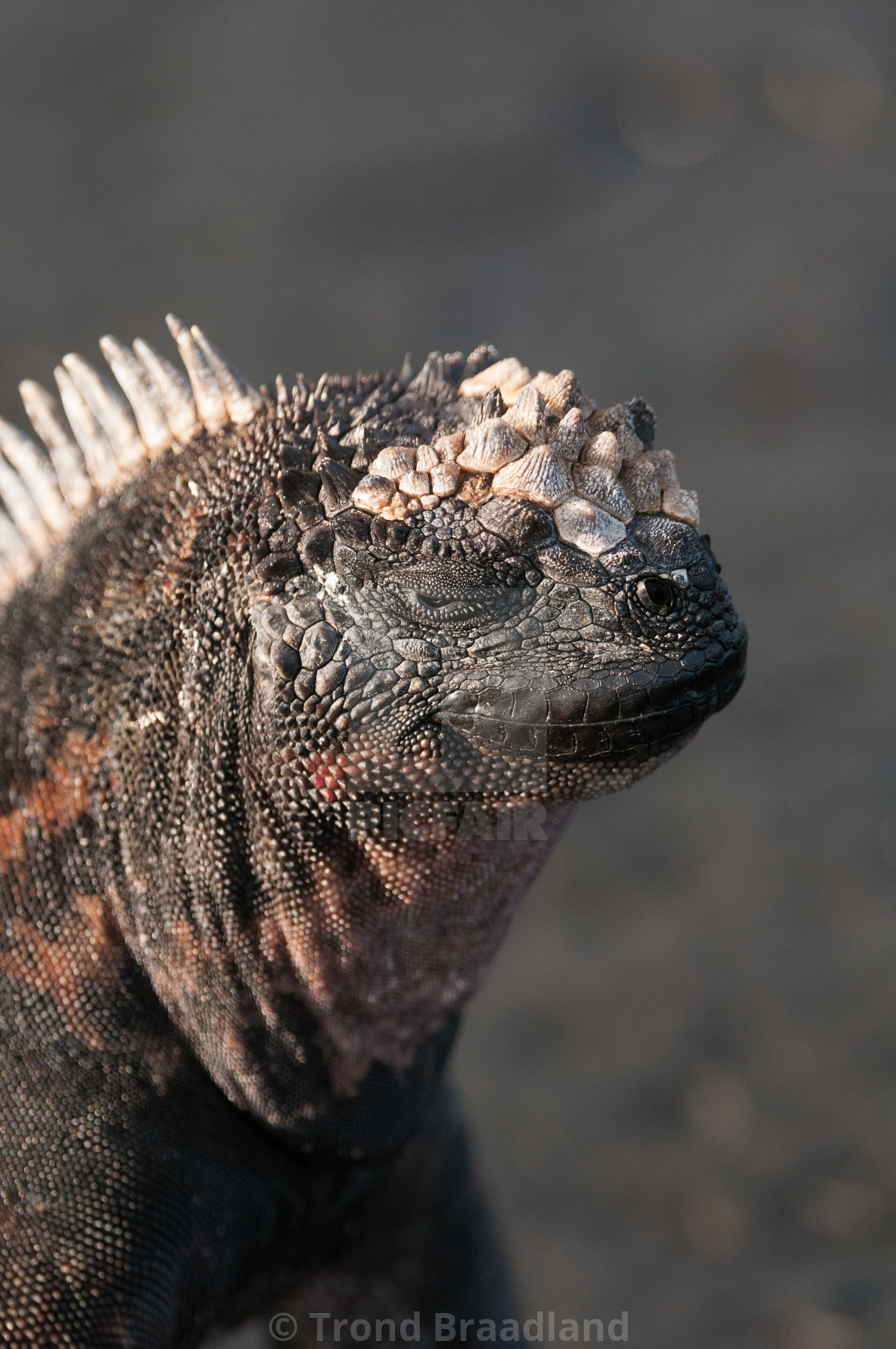 "Marine iguana" stock image