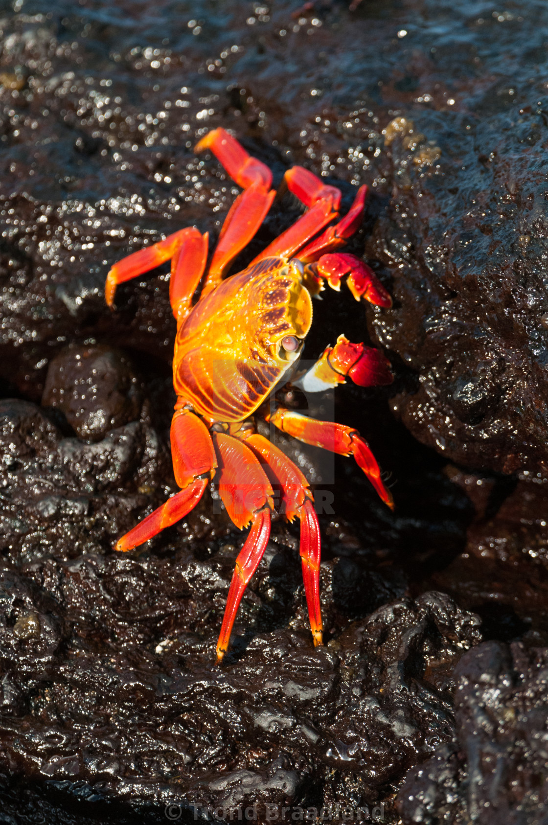 "Sally laghtfoot crab" stock image