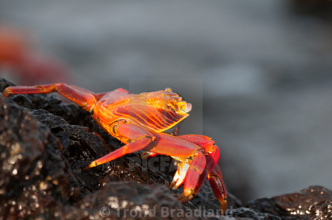 "Sally lightfoot crab" stock image