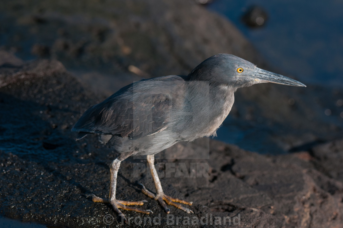 "Lava heron" stock image