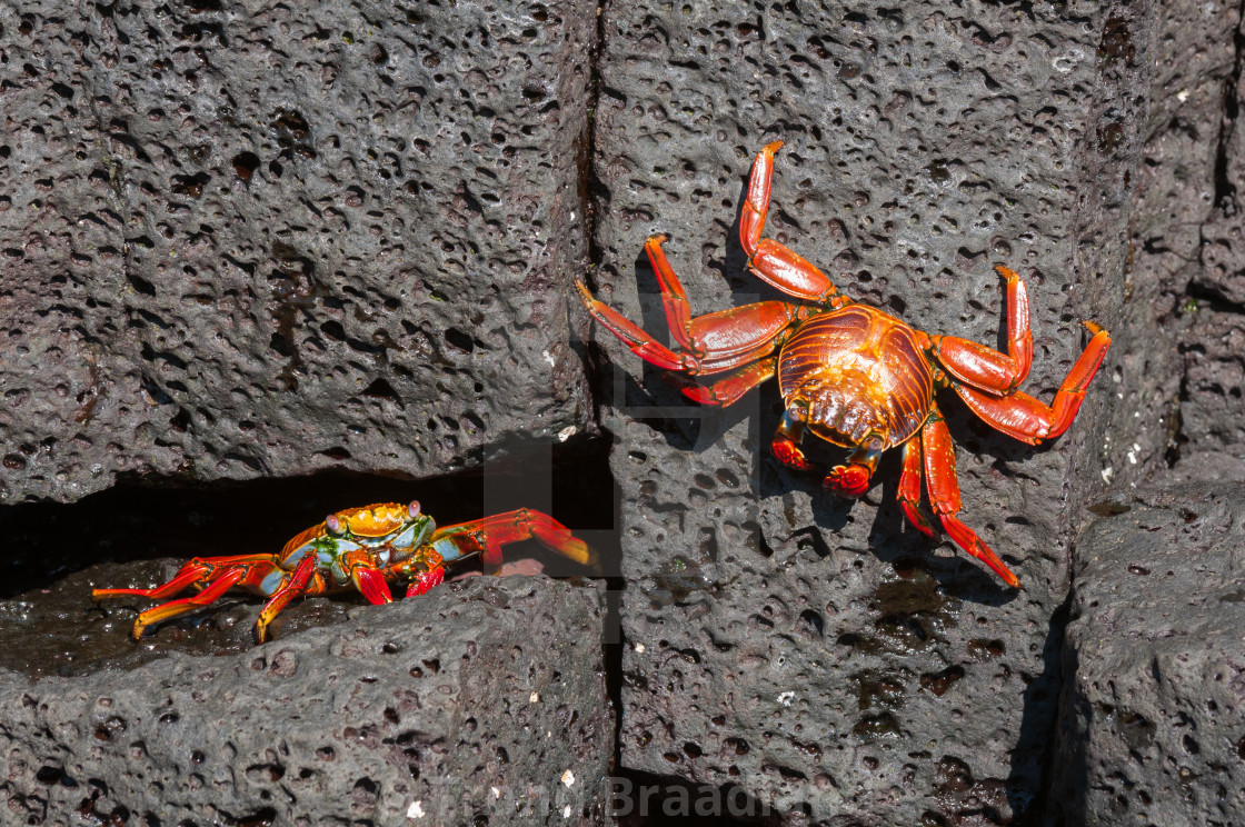 "Sally lightfoot crabs" stock image