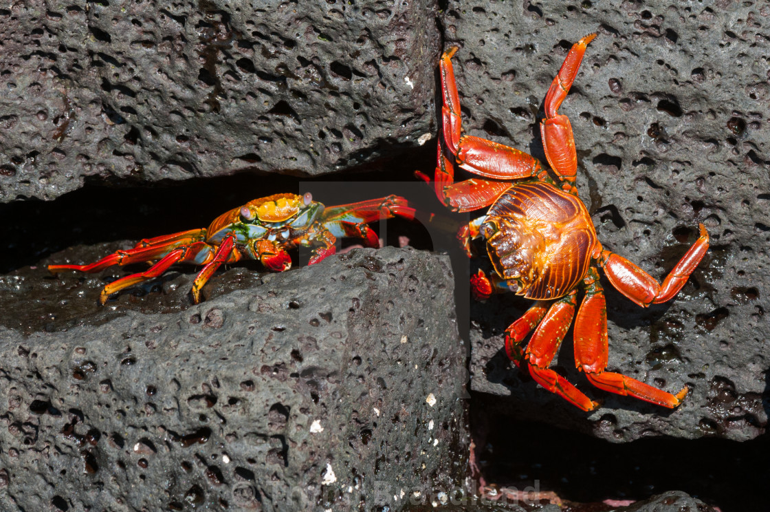 "Sally lightfoot crabs" stock image