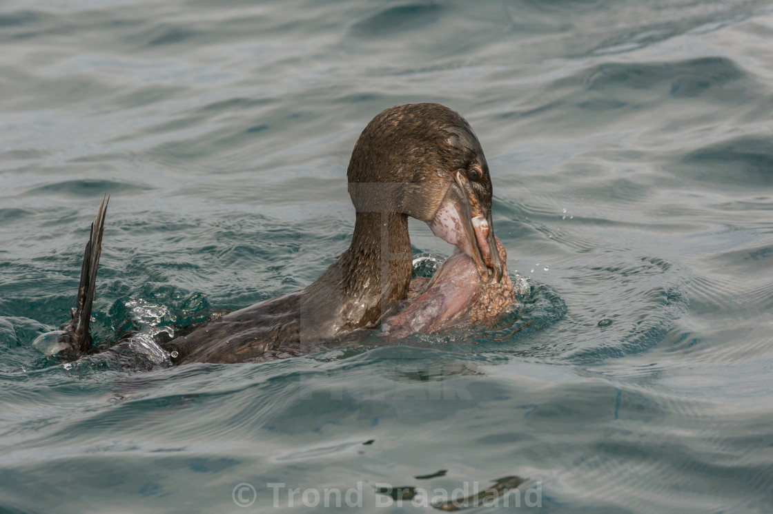 "Galapagos cormorant" stock image