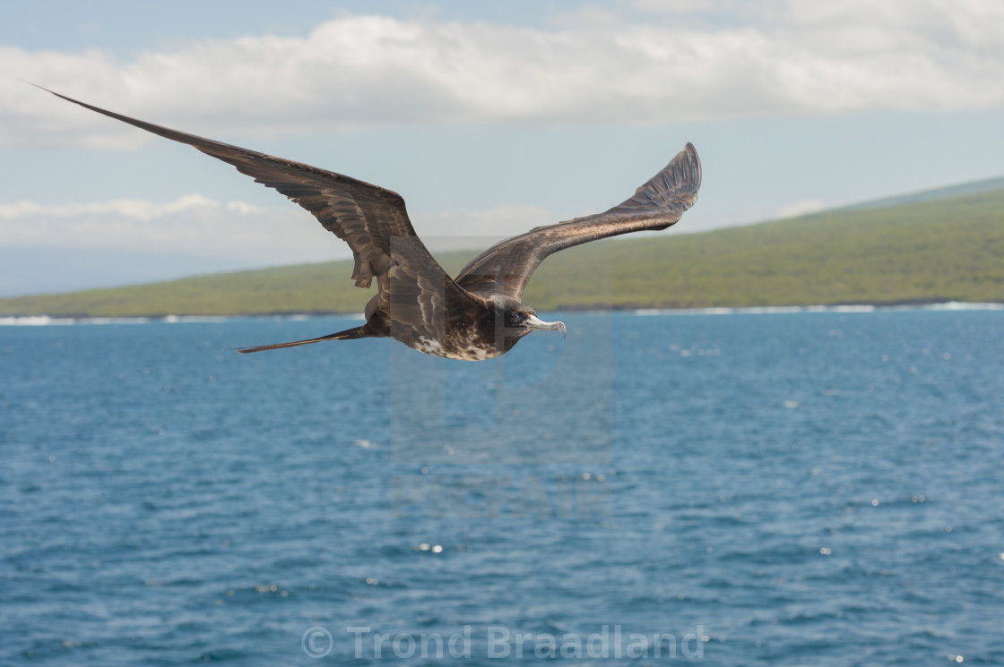 "Magnificent frigatebird" stock image