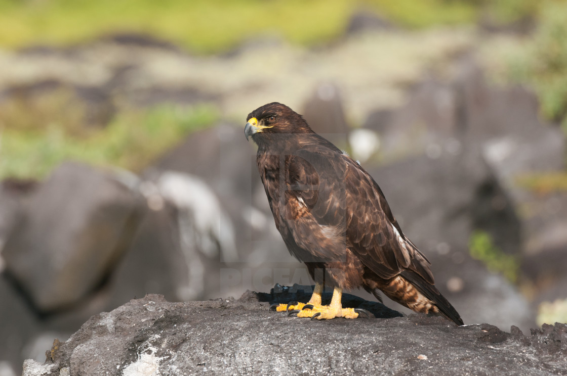 "Galapagos hawk" stock image