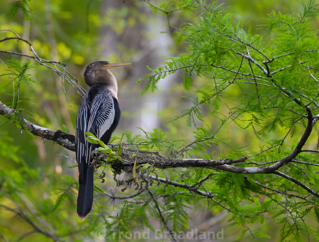 "Anhinga female" stock image