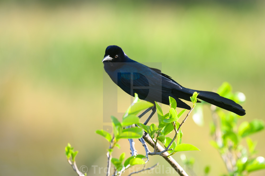 "Boat-tailed grackle" stock image