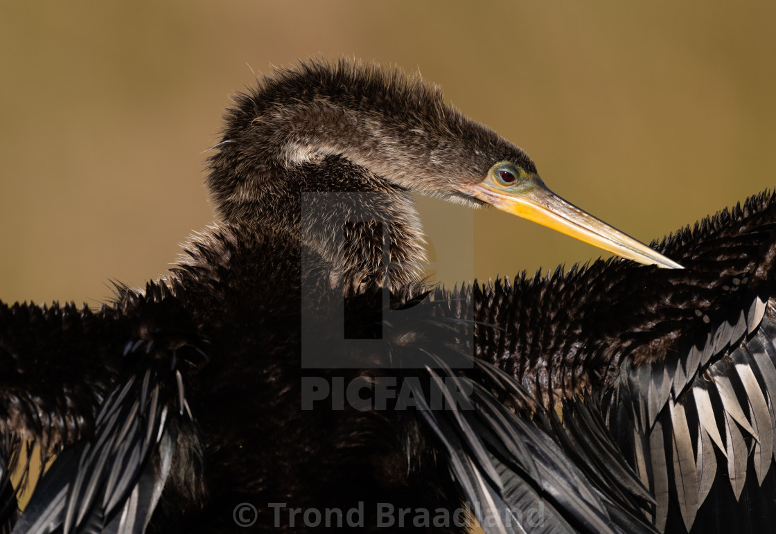 "Anhinga male" stock image