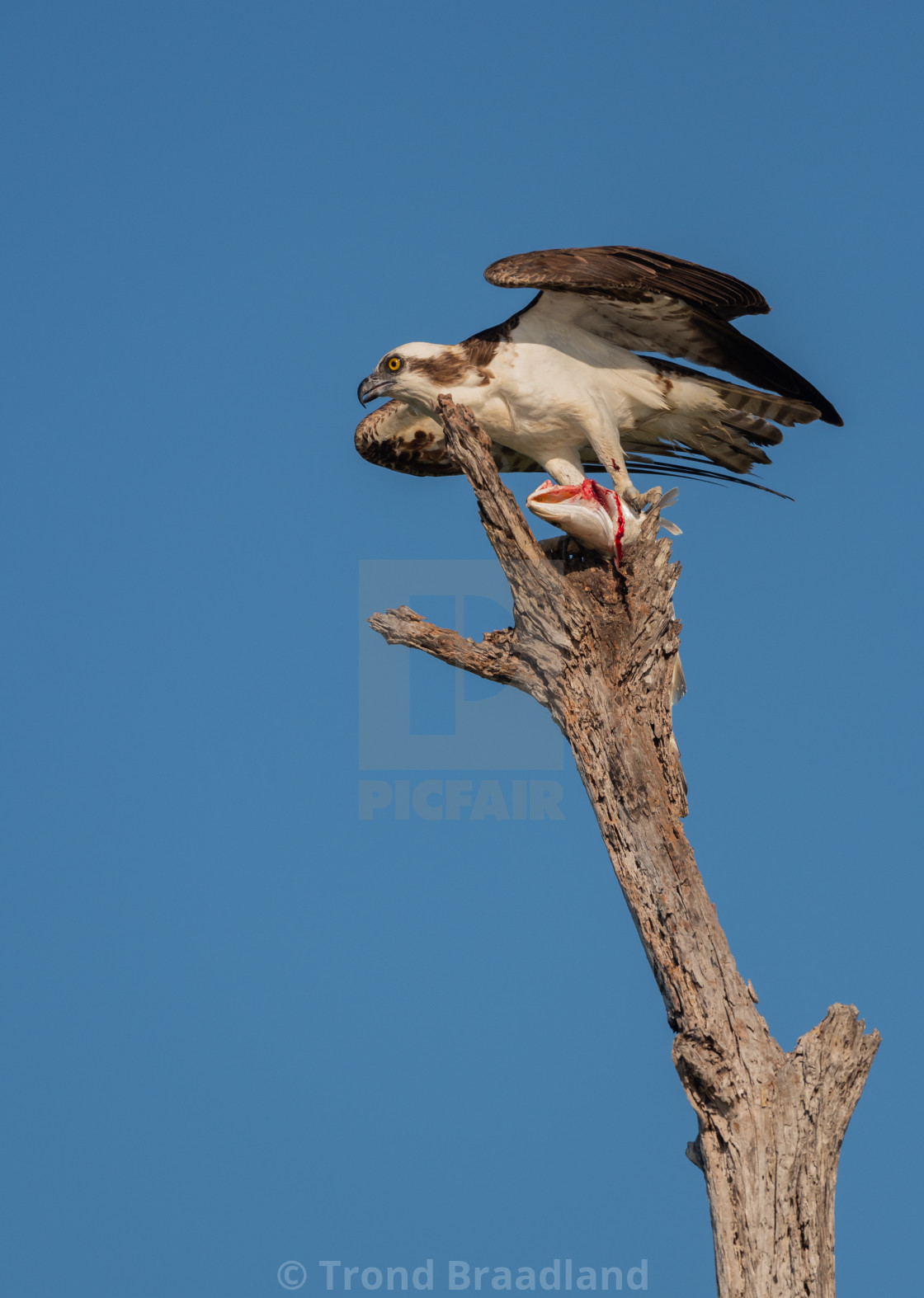 "Osprey with fish" stock image