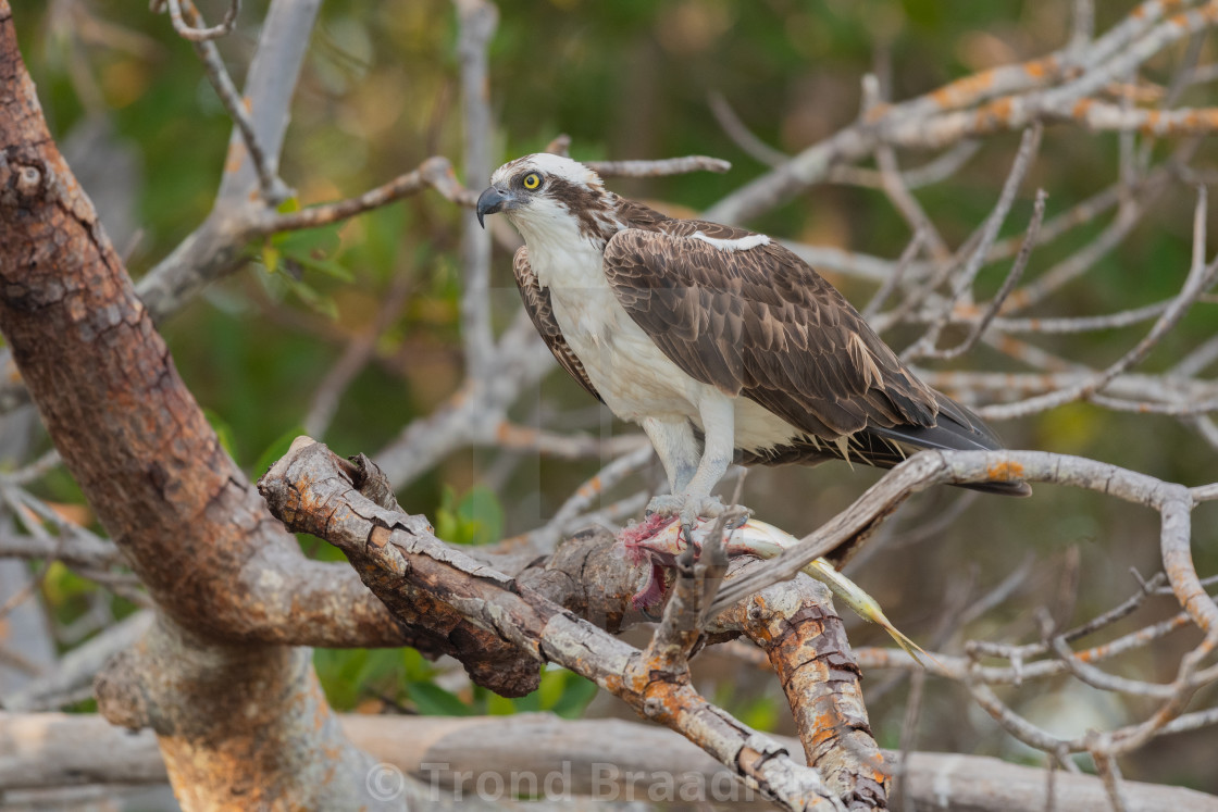 "Osprey with fish" stock image