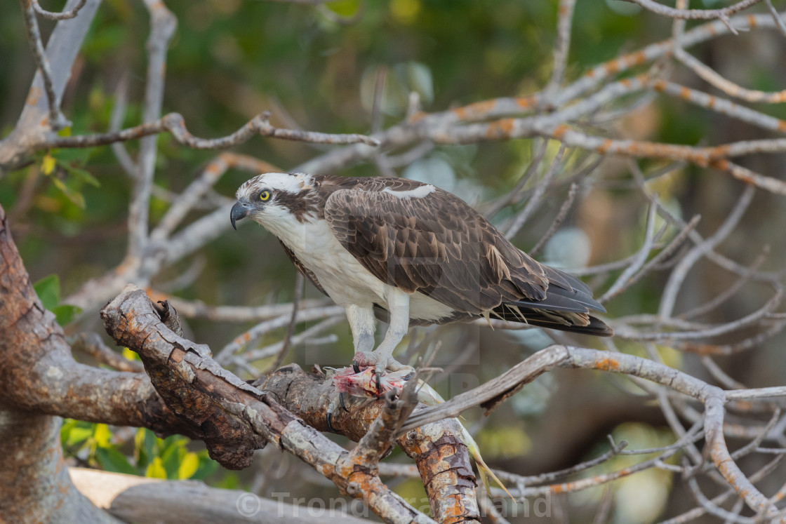 "Osprey with fish" stock image