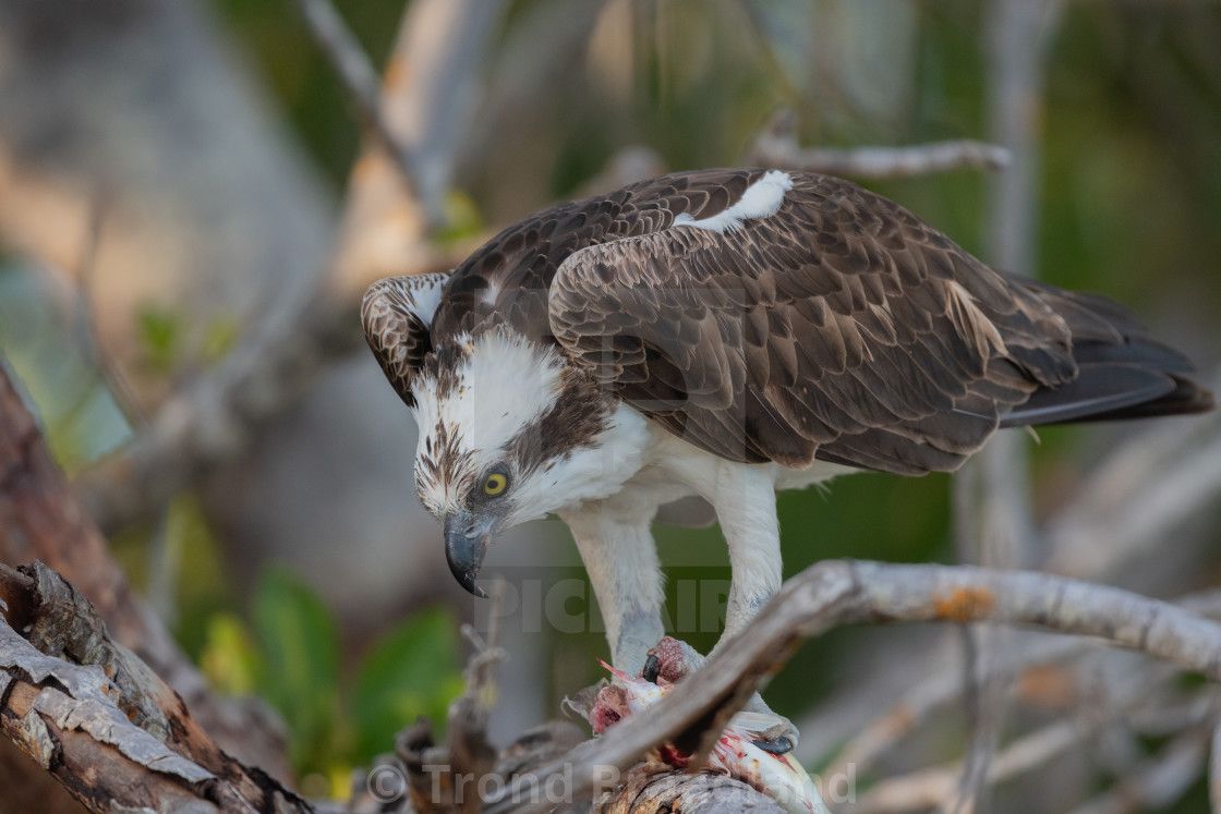 "Osprey with fish" stock image