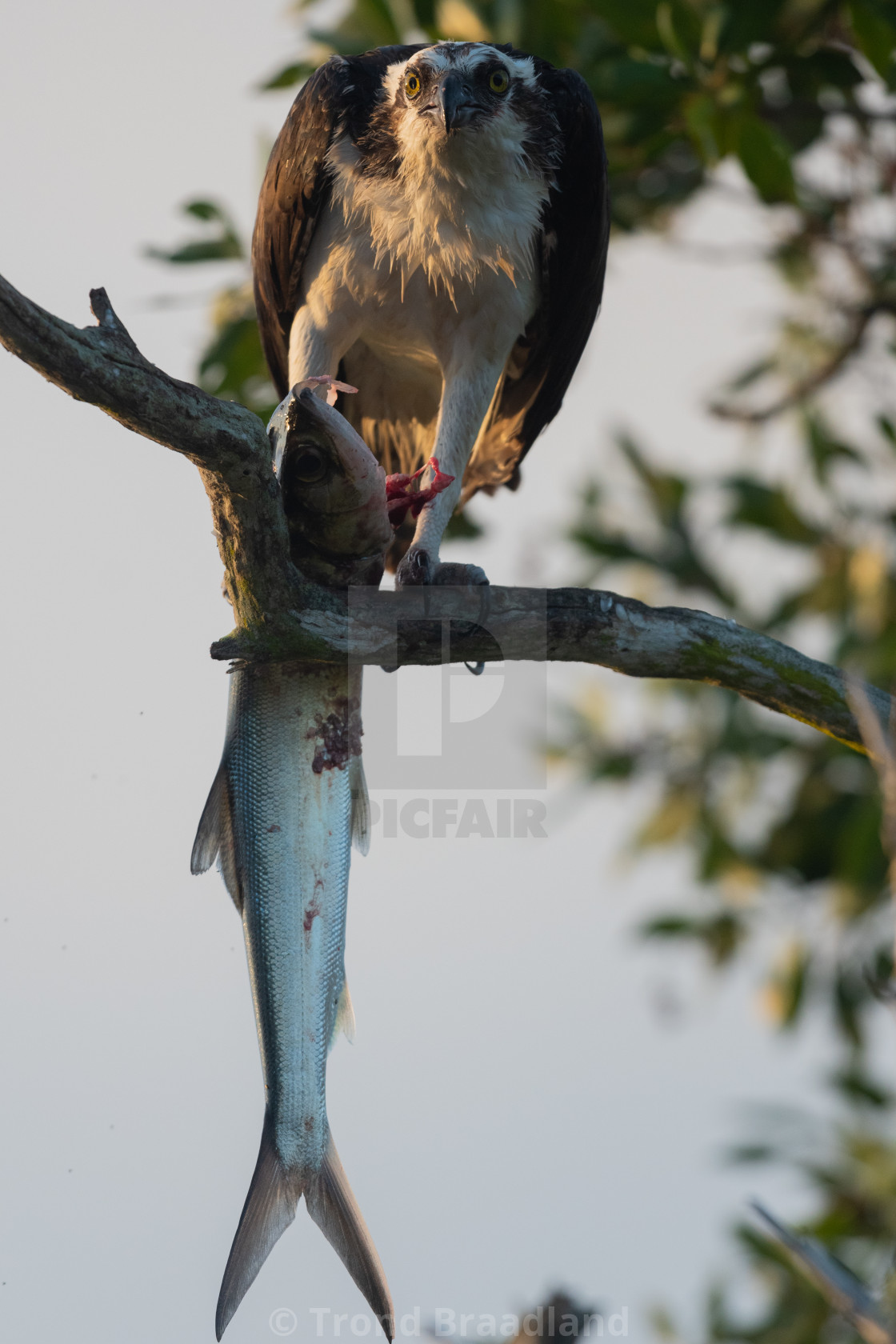 "Osprey with large fish" stock image