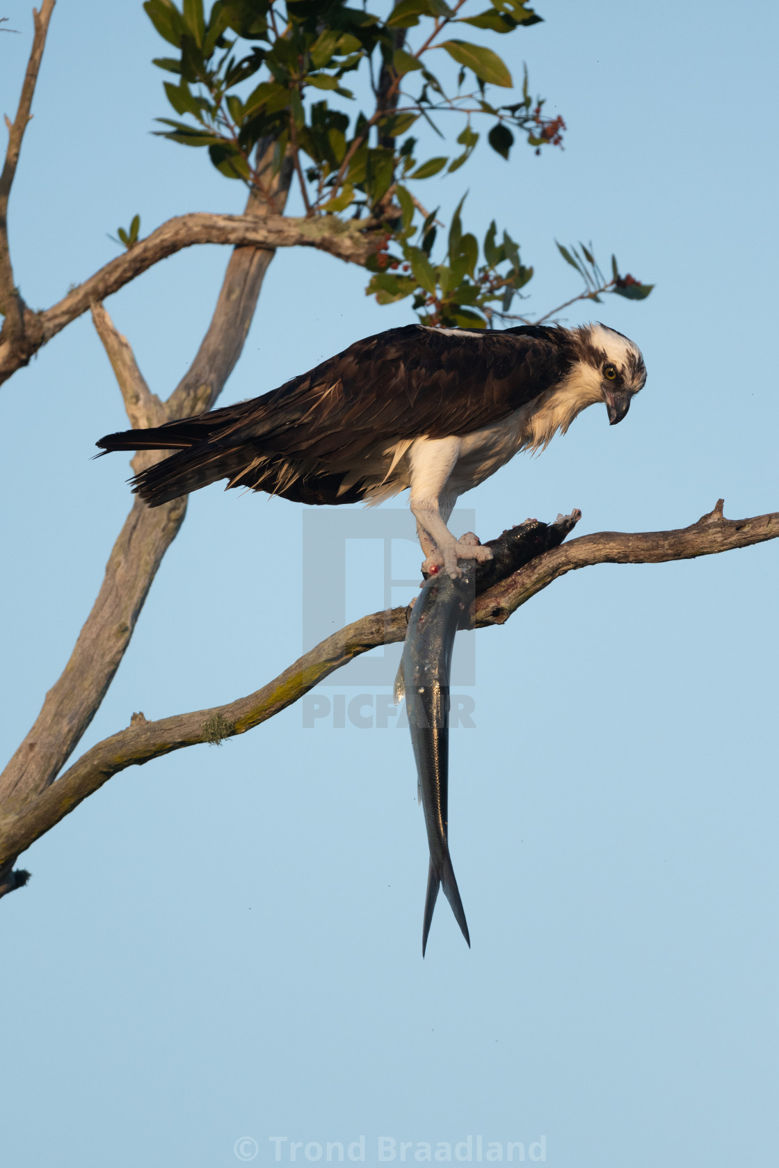 "Osprey with fish" stock image