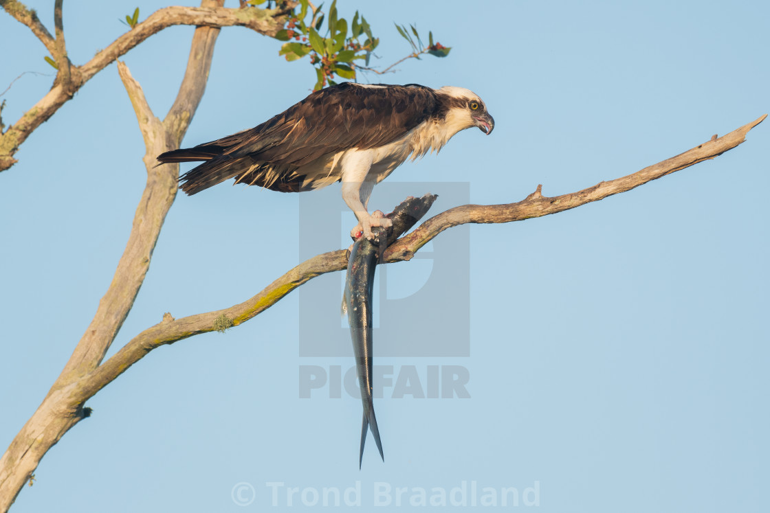 "Osprey with fish" stock image