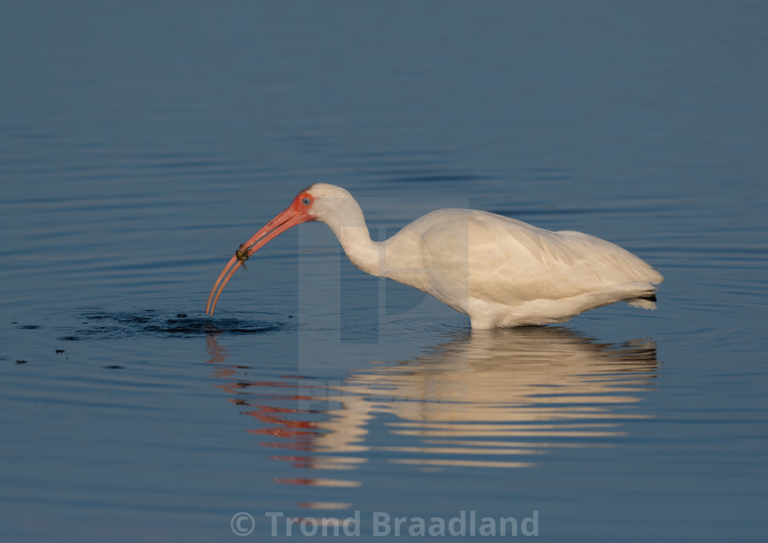 "American white ibis" stock image