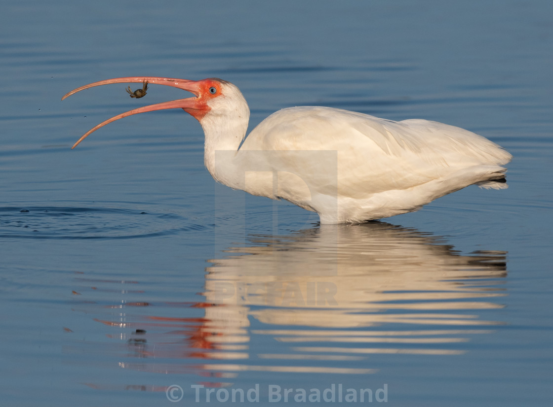 "American white ibis" stock image