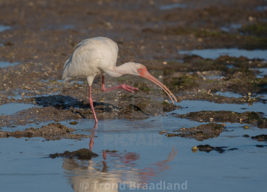 "American white ibis" stock image